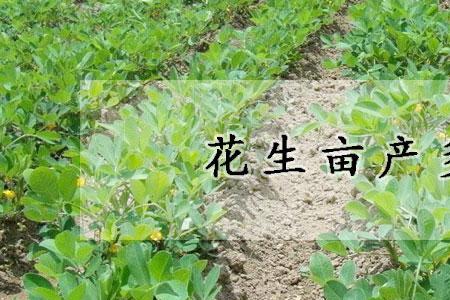 100亩花生利润多少