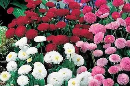 野外秋天播什么花种子最好