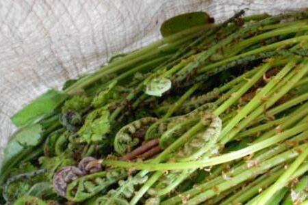 猴腿菜生腌可以吗
