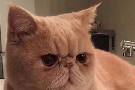 为什么加菲猫生的不像加菲猫