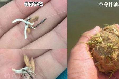 夏天钓鱼用饵料好还是