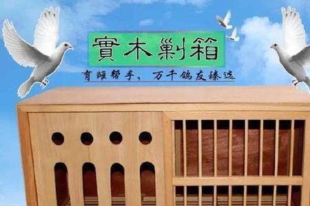 为什么鸽子窝有味道