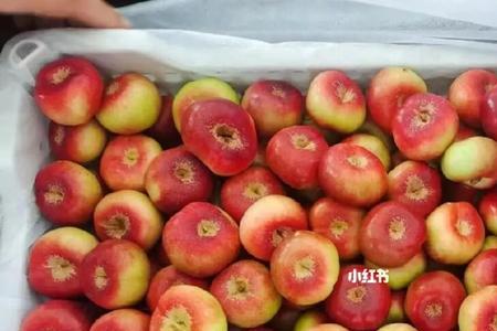 金钱蟠桃与纽扣蟠桃的区别