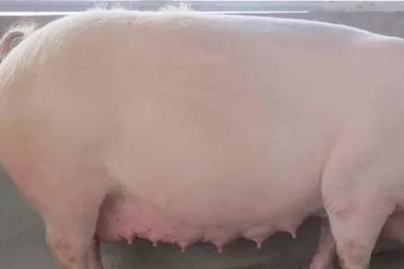 1000斤母猪料里要放多少石膏