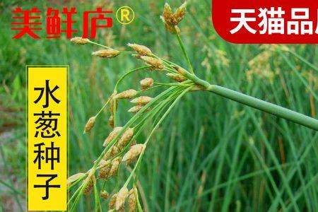 北极水生花有种子子吗