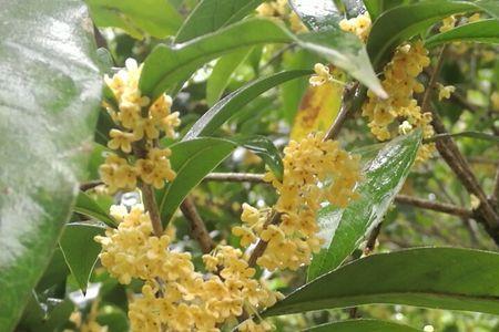 青秀山桂花园从哪个门进