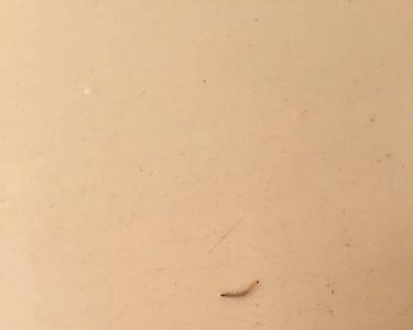 家里蛞蝓是从哪来的