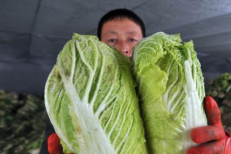 北方根达菜冬天露天怎样过冬