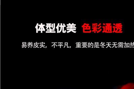 冷水鹦鹉鱼可以长多大