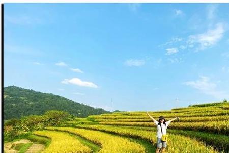 十里稻花香什么意思