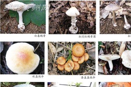 贵州三四月份有什么野生菌