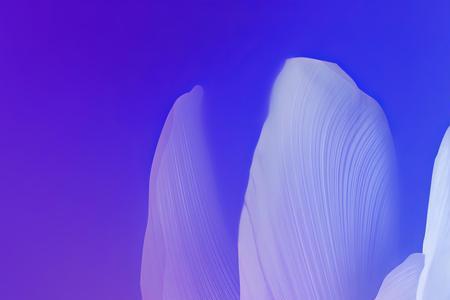 为什么vivo壁纸不支持全屏