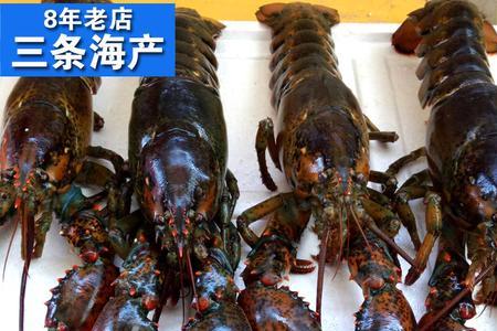 8斤龙虾有多少