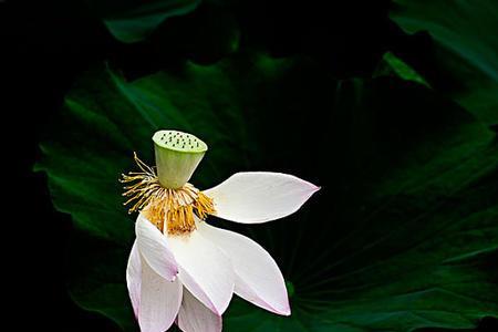 藕花的象征