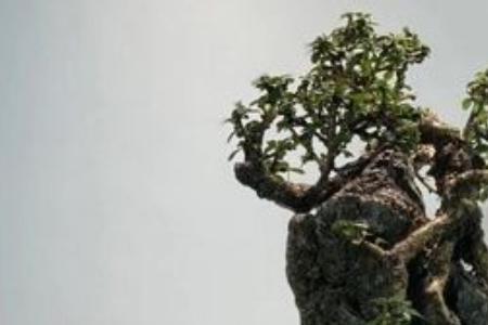 铁包金可以水培吗