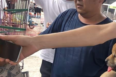 市场上的柴犬多大