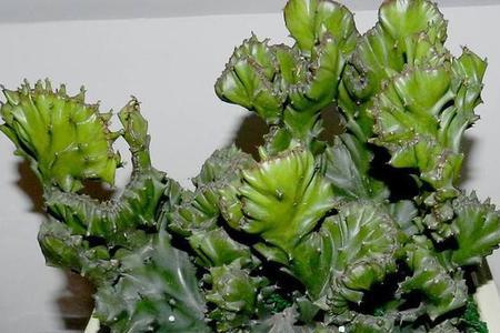 麒麟掌营养过剩怎办