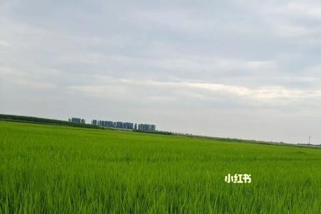 麦苗有什么花语