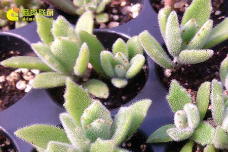 兔腿角子的种植时间