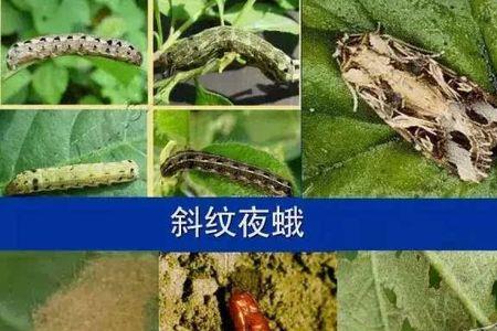 咀嚼式口器的害虫有哪些
