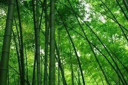 竹子通节扩孔技巧