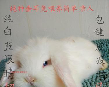盖脸猫猫兔的来源