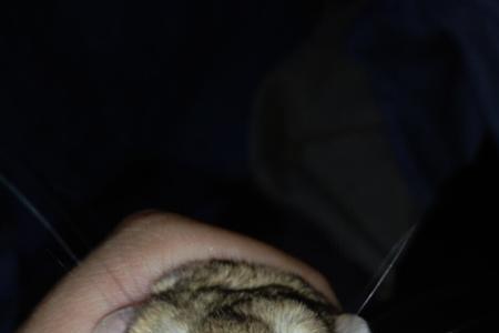 通心粉鼠优缺点