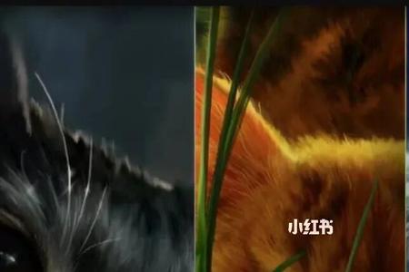 猫武士冬青星是谁
