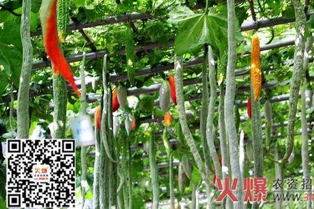 蛇豆怎么判断成熟