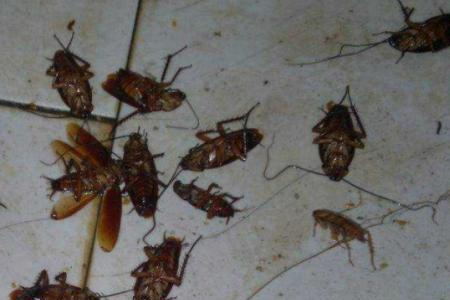 蟑螂多久杀一次消灭最彻底
