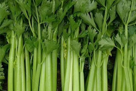 芹菜种子怎么包衣能把种子弄大