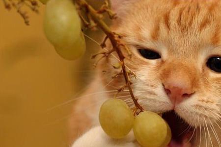 猫咪吃南瓜籽的正确方法
