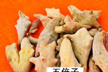 为什么五倍子里面的虫子不缺氧