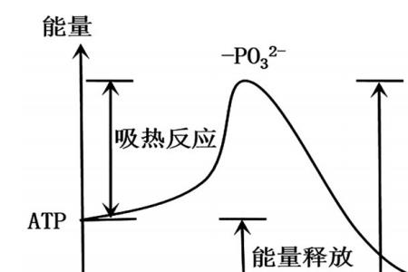 水解反应放出能量吗