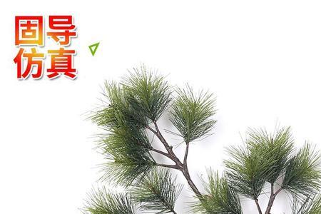 松树叶可以放鱼塘吗