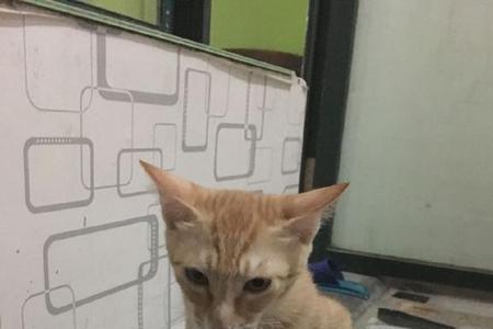 猫在家里怎么大便