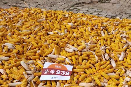 登海1446玉米种好不好