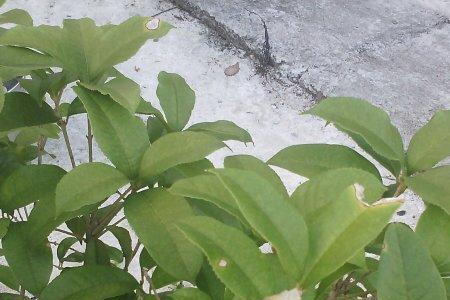 桂花叶子的生长周期