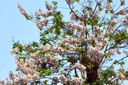 泡桐树不开花咋回事