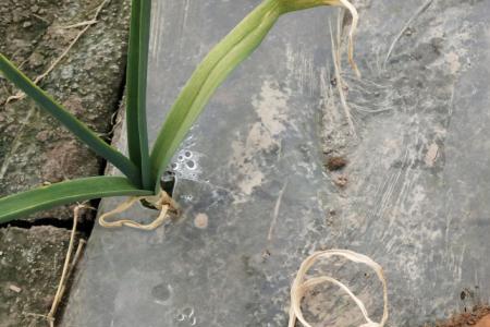 芸苔素能不能浇根