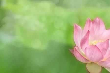 性子淡然是什么意思