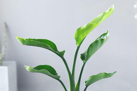 盆栽天堂鸟北方冬天怎样过冬