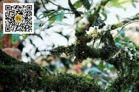 水仙茶树是乔木或灌木