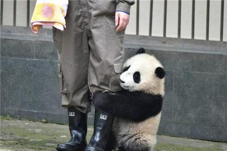 大熊猫的腿和手臂长多少