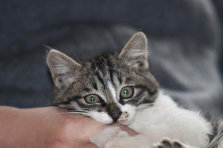 小猫叼小猫怎么做到不咬伤小猫