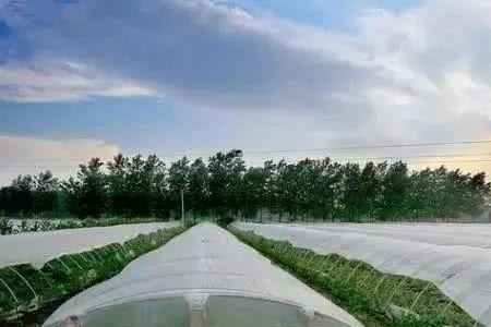 防虫网会不会影响果树光照