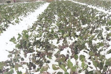 红菜苔如何算成熟