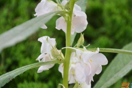 凤仙花是什么根系