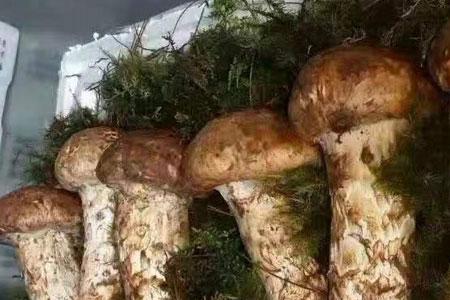 吃松茸的朋友圈文案