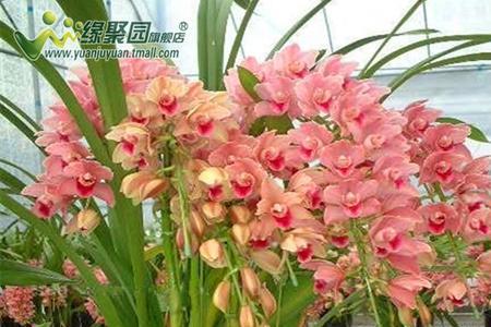 蕙兰和大花蕙兰一样耐寒吗